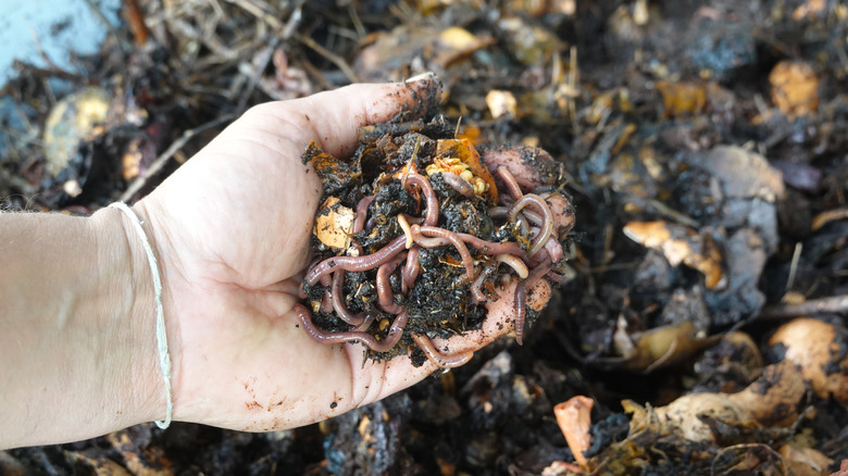 Person showing the earthworms in their vermicomposting composting with earthworms