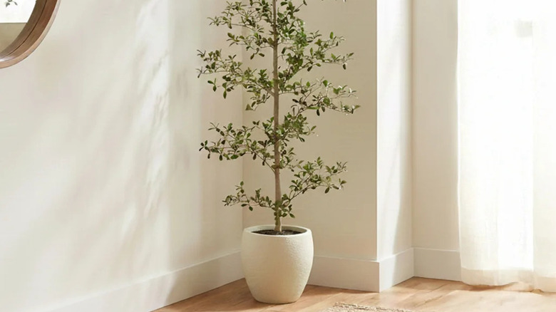 A tall faux indoor olive tree in a white pot