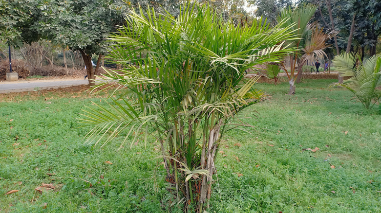 A cat palm tree growing in a yard