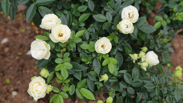 A small bush with white roses