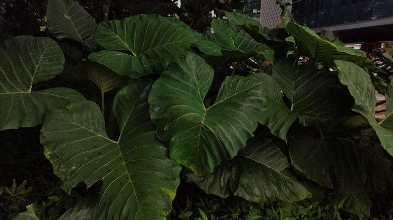 A large elephant ear plant