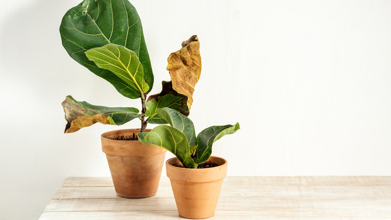 Fiddle leaf fig plants with browning leaves