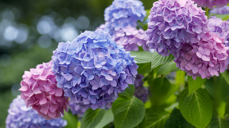 A hydrangea bush with purple and pink flowers