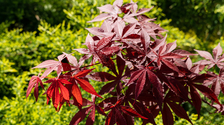 Red leaves on a Japanese maple tree