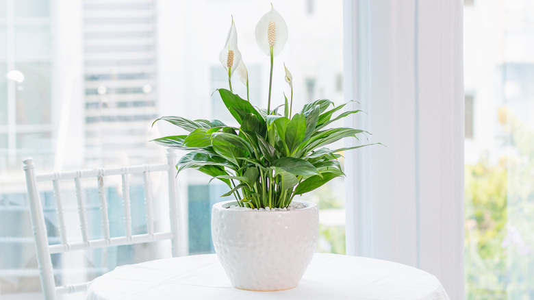 A peace lily on a white table