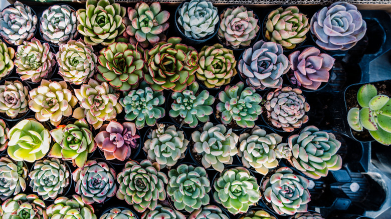 An overhead view of dozens of small succulents