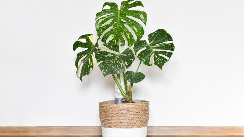 A Thai constellation monstera in front of a white wall