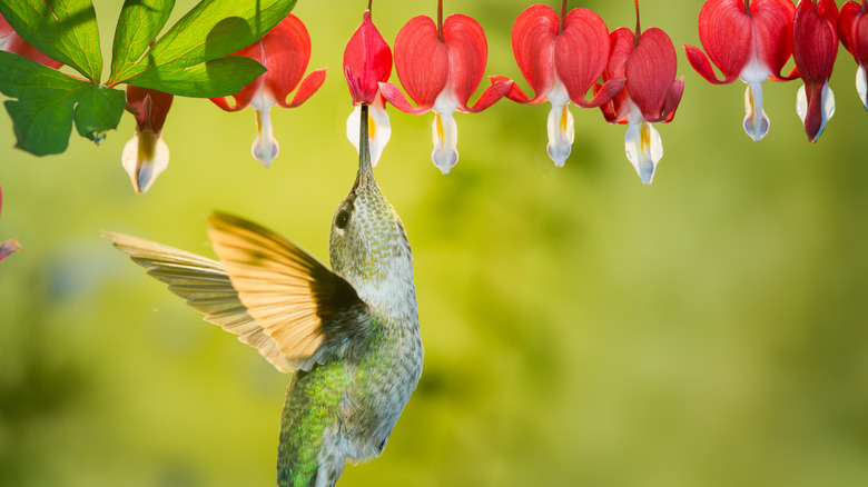 A hummingbird feeding on Lamprocapnos spectabilis.