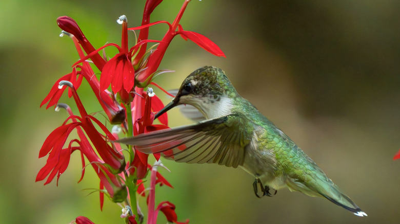 A ruby-throated hummingbird feeding on a red Lobelia cardinalis.