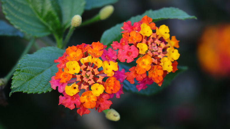 A pair of orange and yellow Lantana camara blooms sitting together.