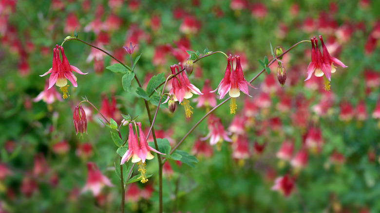Red and yellow Aquilegia canadensis growing on an arching stem.