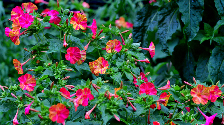 A cluster of yellow and pink Mirabilis jalapa.