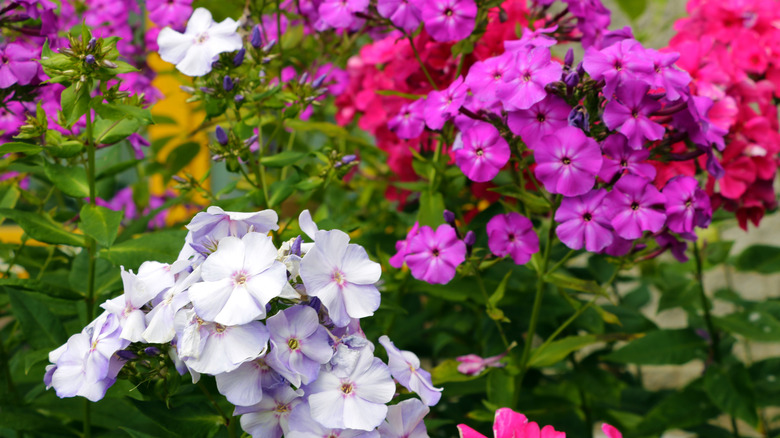 Phlox paniculata in bloom, showing off shades of pink, pink-red, and purple-white.
