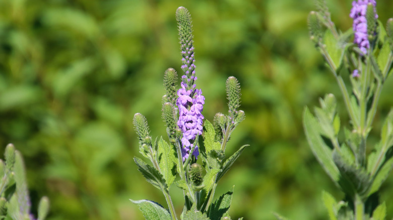 Lavender Verbena stricta flowers beginning to bloom on their vertical spikes.