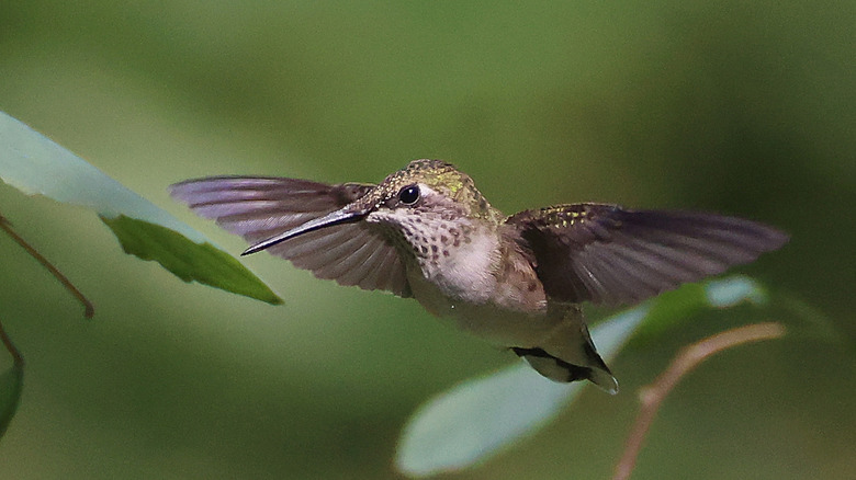 A hummingbird in flight between leaves of two plants.