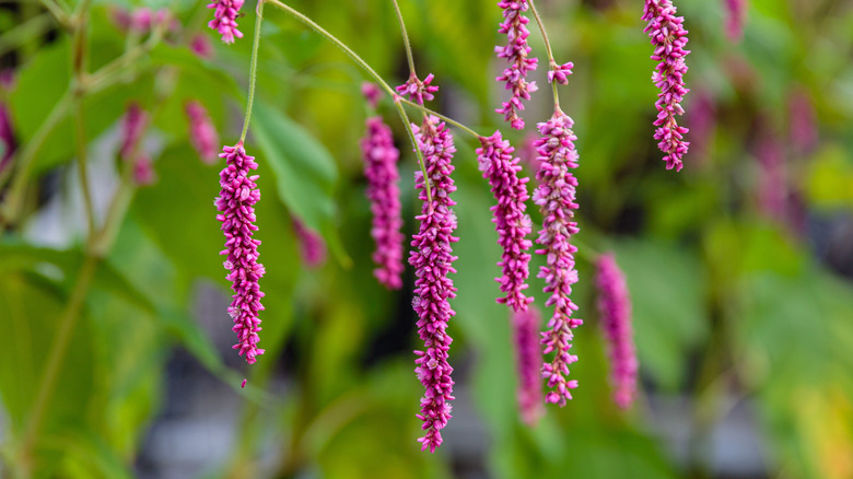 Pink Persicaria orientalis danging down from their stems.