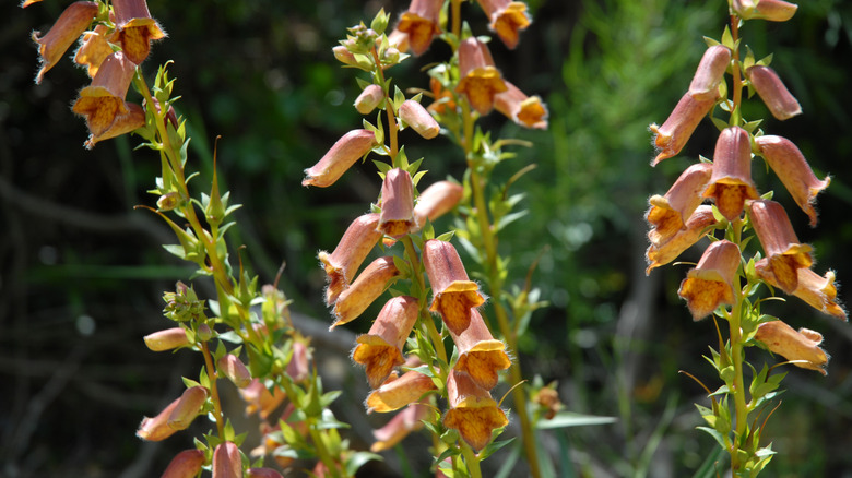 Orange-gold Digitalis obscura in the sun.