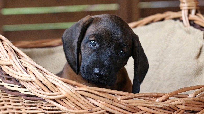 Dark brown puppy in a picnic basket bed