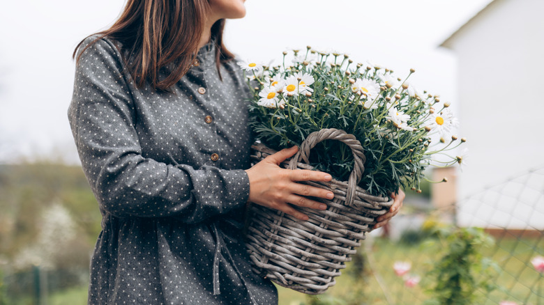 Person carrying a basket of daisies