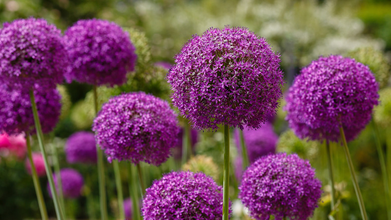 Bright purple allium blooms