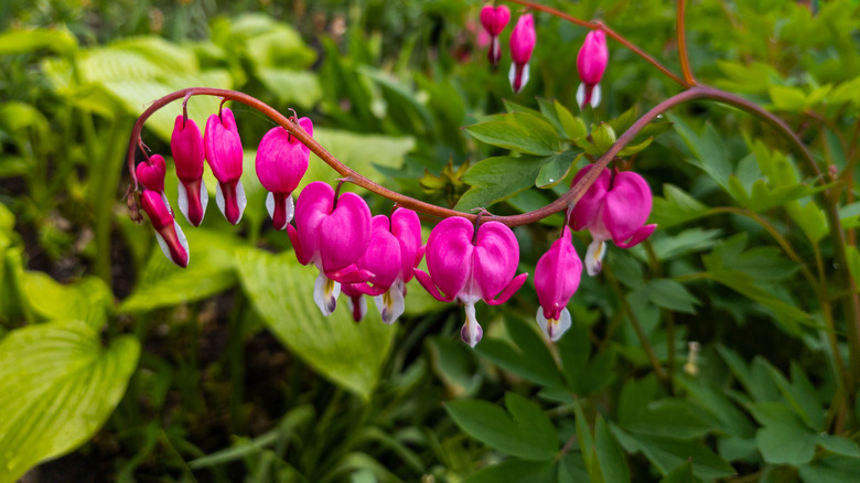 Pink bleeding heart flowers