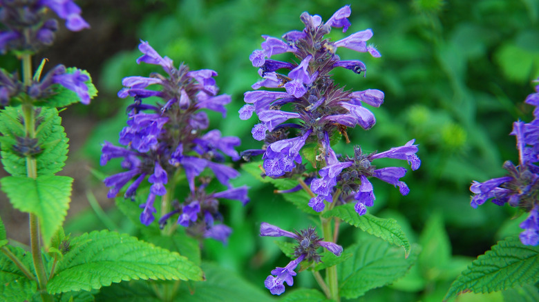 Purplish blue catmint blooms
