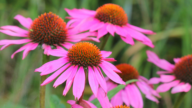 Coneflower with purple blooms in a garden