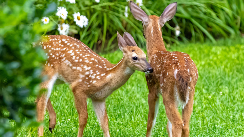 Two young deer in a yard in the spring