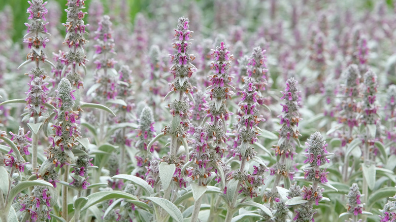 Grey and purple lamb's ear plants