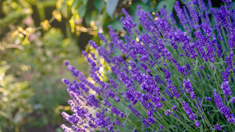 Lavender plant in a garden