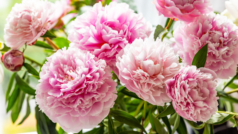 Beautiful pink peony blooms in a garden
