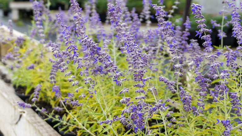 Russian sage plants in a garden