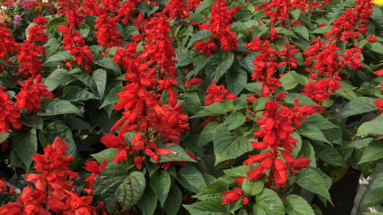 Salvia plants with bright red blooms