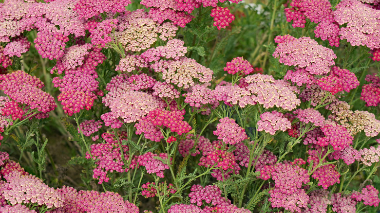 Pink colored yarrow plants