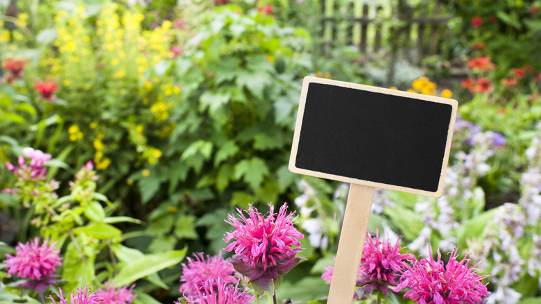 A blank chalkboard sign in a flower garden