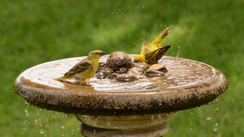 birds play in birdbath