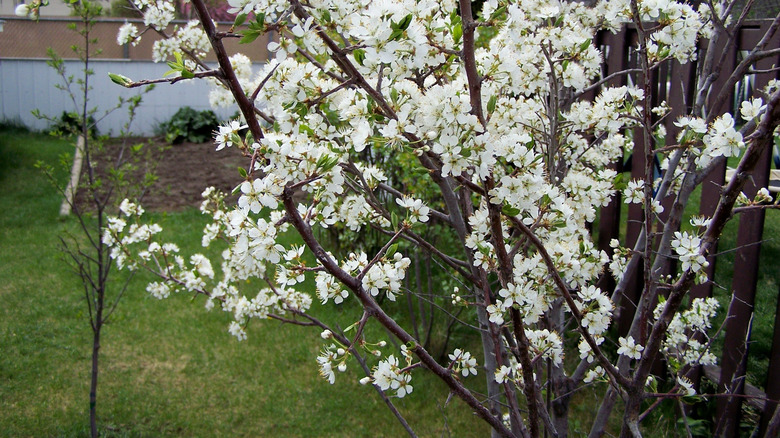 A Bubblegum Toka plum tree in a yard covered in white flowers