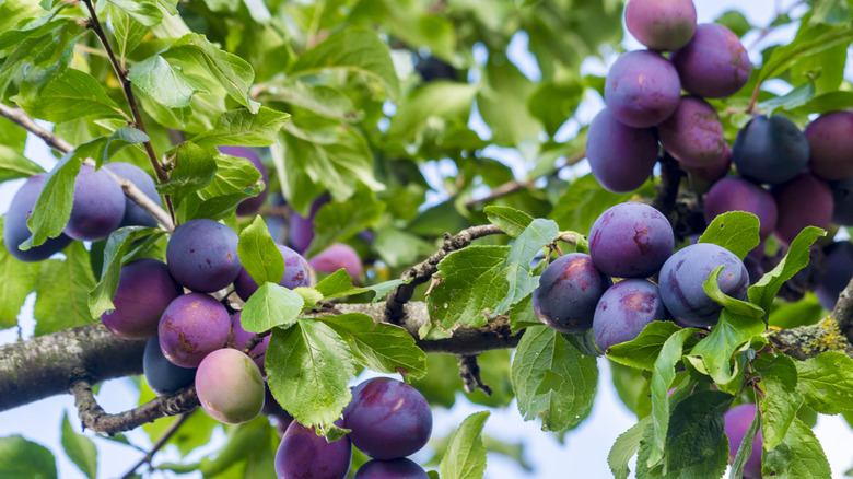 Fresh ripe blue plums on tree