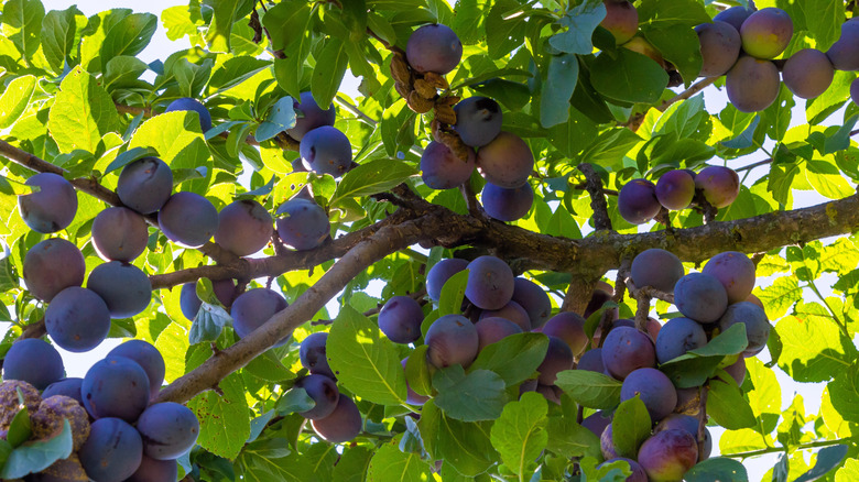 Branches on an Italian Prune plum tree heavy with ripe fruit