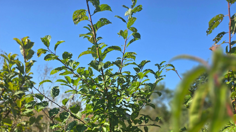 The branches of a Methley Asian plum tree against a blue sky