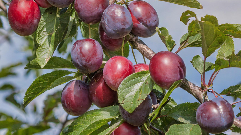 The reddish fruits of a Nadia cherry plum tree