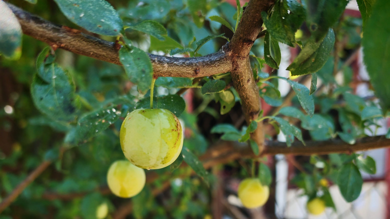 A few yellow Shiro plum fruits on tree branches