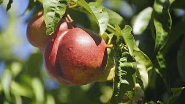 The ripe red fruit of a Spice Zee NectaPlum