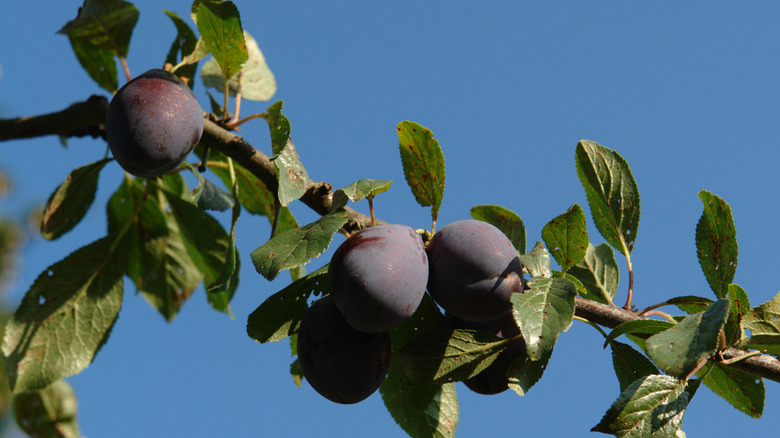 A branch of a Stanley plum tree with with several ripe fruits