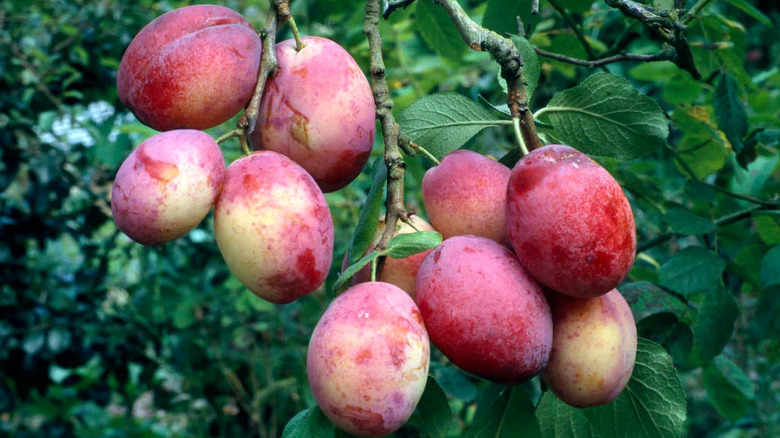 The fruits of a 'Victoria' European Plum tree