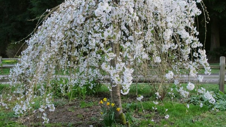 A Weeping Santa Rosa Plum with draping branches covered in white flowers