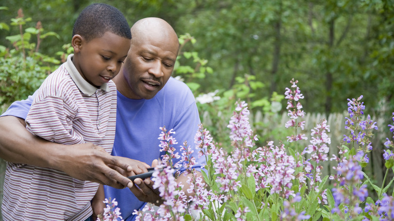 Father and son picking flowers