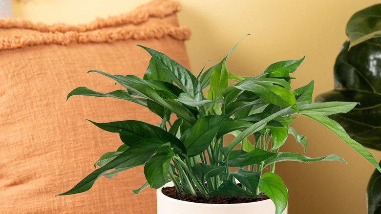 A Baltic Blue pothos plant growing in a white ceramic planter beside orange cushions and another houseplant.