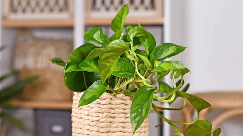 A Global Green pothos growing in a woven basket planter on a side table in a living room.