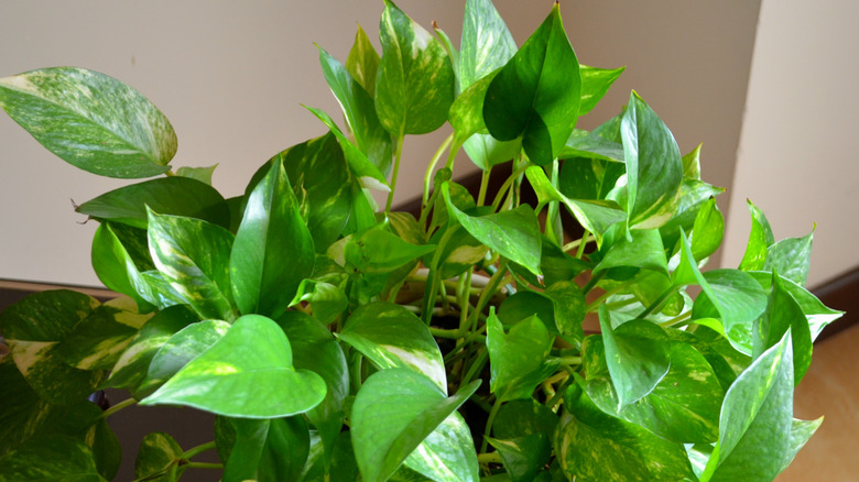 A large golden pothos plant growing in a planter indoors.